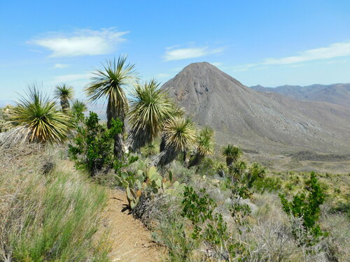 Nolina brandegeei