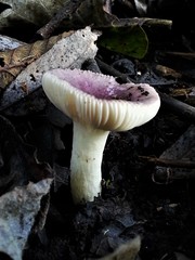 Russula gracilis