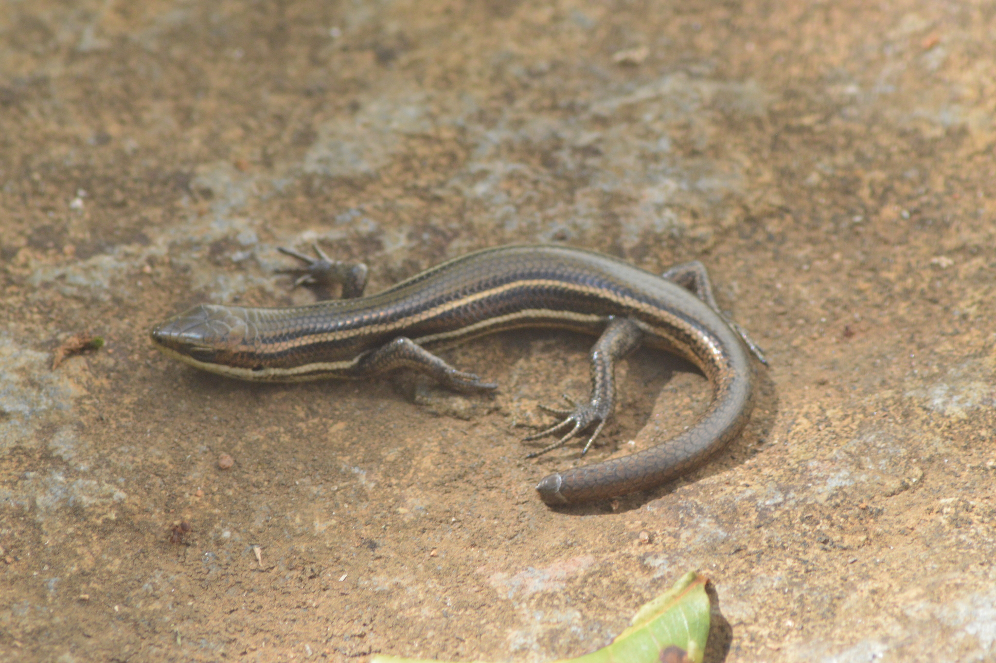 Aspronema dorsivittatum (Cope, 1862)