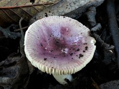 Russula gracilis