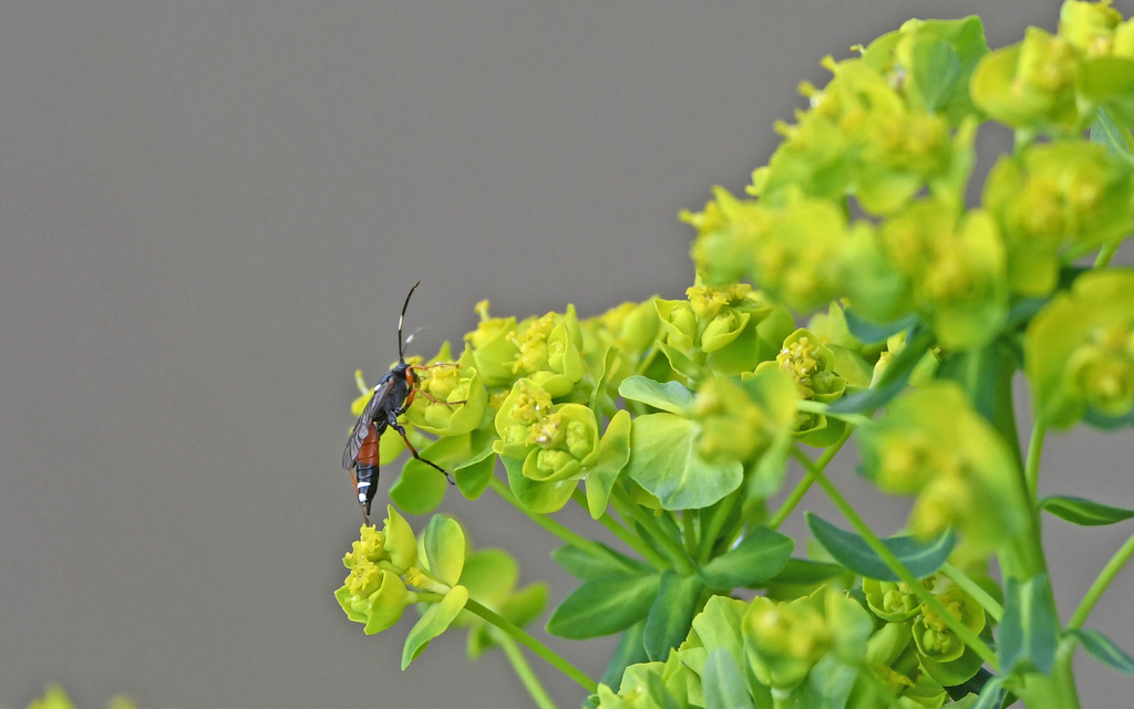 Exephanes ischioxanthus