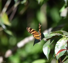 Eueides isabella eva