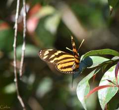 Eueides isabella eva