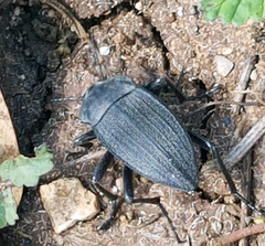 Melaneleodes