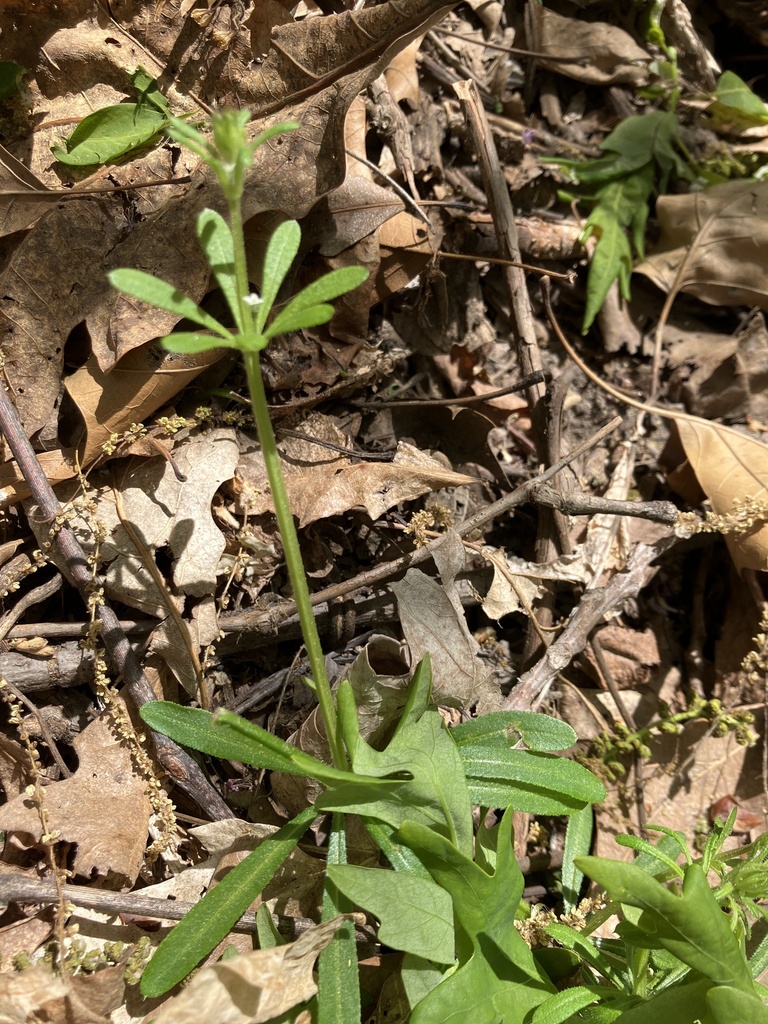 bedstraws from Powder Valley Conservation Nature Center, Sunset Hills ...