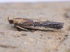 Honora montinatatella