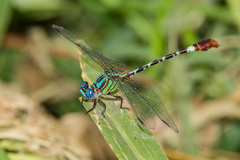 Erpetogomphus eutainia