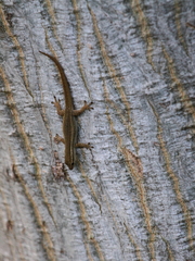 Lygodactylus