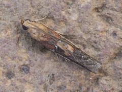 Honora montinatatella