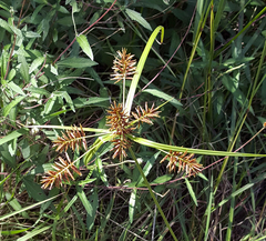 Cyperus pseudothyrsiflorus