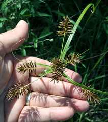Cyperus pseudothyrsiflorus