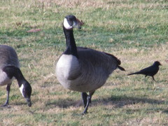 Branta canadensis
