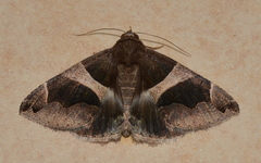 Dysgonia torrida
