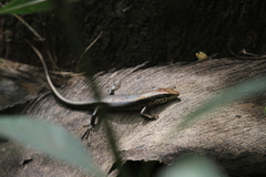 Trachylepis maculilabris