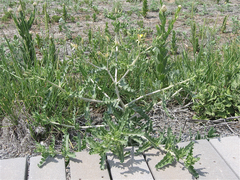 Mentzelia reverchonii