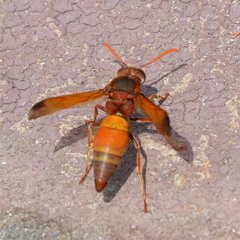 Antodynerus radialis