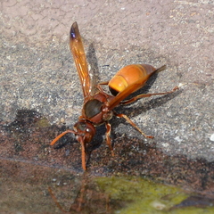 Antodynerus radialis