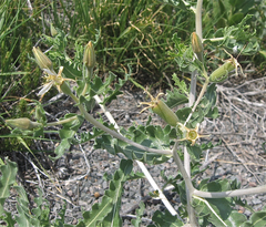 Mentzelia reverchonii