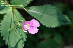 Impatiens textorii