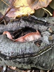 Phlebia incarnata image