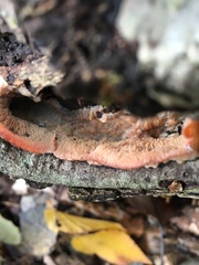 Phlebia incarnata image