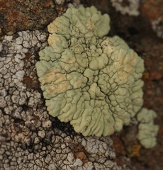 Protoparmeliopsis pinguis