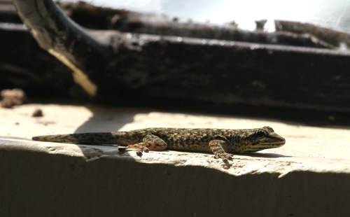 Chevron-throated dwarf gecko