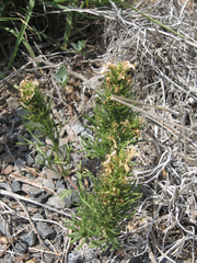 Teucrium laciniatum