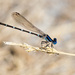 Blue-ringed Dancer - Photo (c) greglasley, some rights reserved (CC BY-NC), uploaded by Greg Lasley
