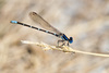 Blue-ringed Dancer - Photo (c) Greg Lasley, some rights reserved (CC BY-NC), uploaded by Greg Lasley