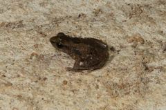 Arthroleptis xenodactyloides