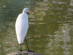 Ardea alba