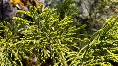 Lepidothamnus intermedius