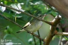 Phylloscopus coronatus