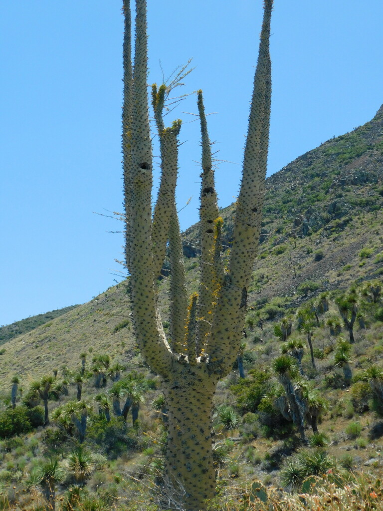 Fouquieria columnaris, Mulegé, B.C.S., México