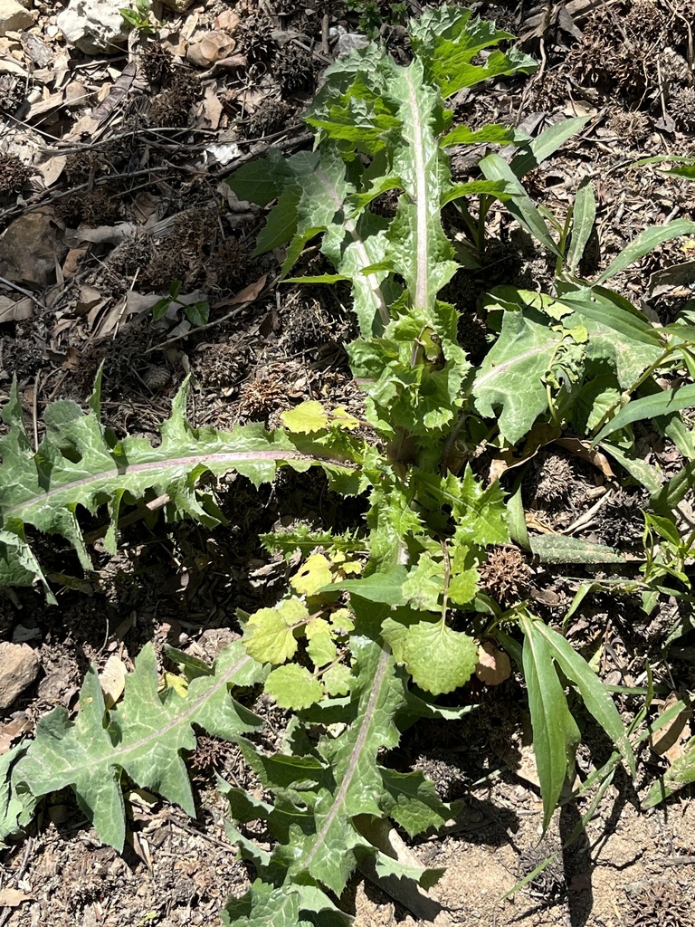 sow thistles from Pardee Ln, Crestwood, MO, US on May 1, 2023 at 12:13 ...