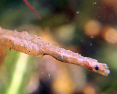 Hairy Pipefish photo 2