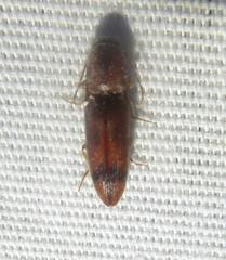 Aeolus scutellatus
