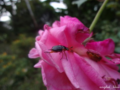 Pachystethus nectoctenus