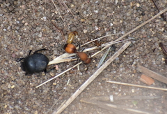 Dasymutilla ursus