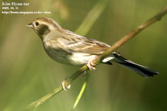 Emberiza spodocephala