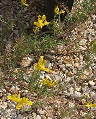 Corydalis aurea