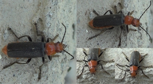 Cantharis fuscipennis