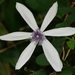 Clematis akoensis - Photo Δεν διατηρούνται δικαιώματα, uploaded by 葉子