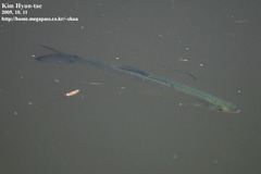 Hemiculter leucisculus