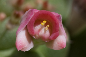 Euphorbia ritchiei ssp. nyambensis