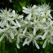 Clematis chinensis tatushanensis - Photo no rights reserved, uploaded by 葉子