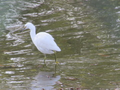 Egretta thula