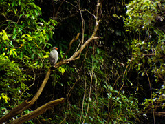 Buteogallus schistaceus