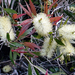 Melaleuca salicina - Photo no hay derechos reservados, subido por Peter de Lange